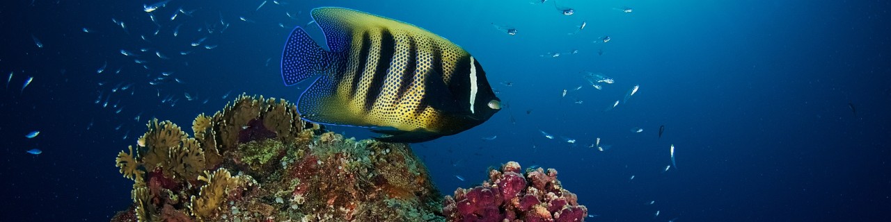 Fisch im Meer.