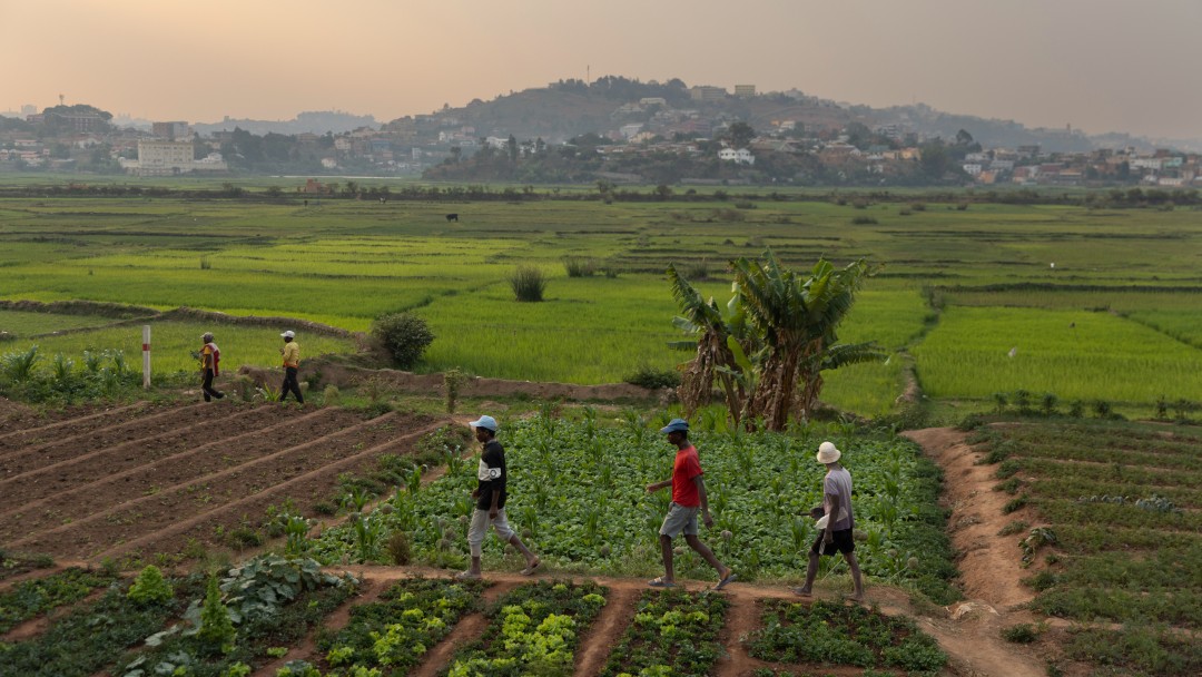 Bauern auf einem Feld mit grünen Anbauflächen - im Hintergrund eine Kleinstadt.