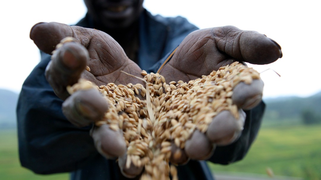 Harvested rice in the hands of a rice farmer 