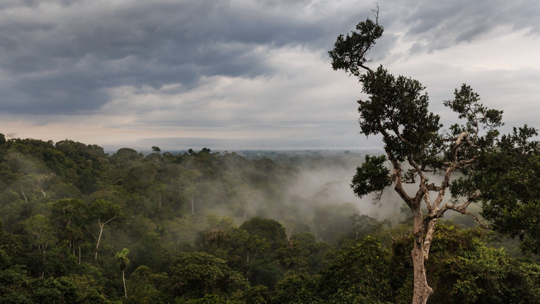 Morning atmosphere on the banks of the Napo River in Yasuní National Park.