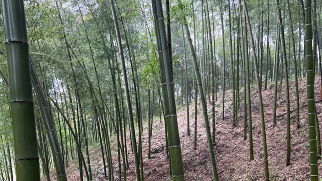 Bambus in einem aufgeforsteten Wald in Anhui China