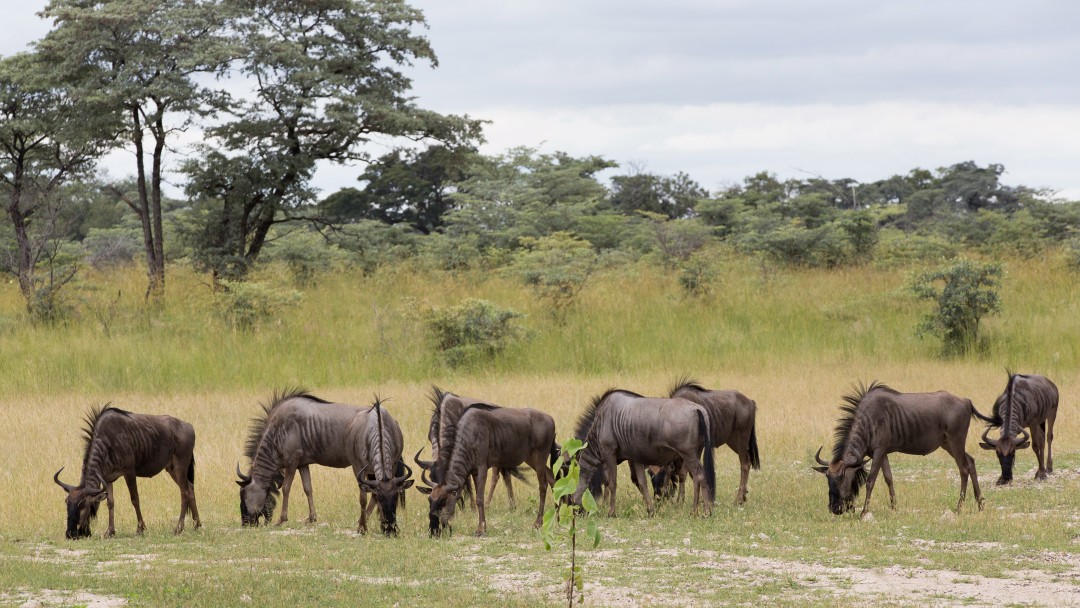 Eine Gnu-Herde weidet auf einer Grasfläche im Bwabwata Nationalpark in Namibia 