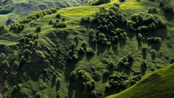 Aerial view of a protected forest in Georgia 