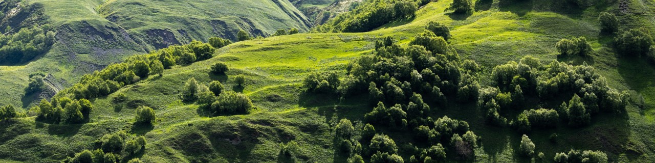 protected forest in Georgia