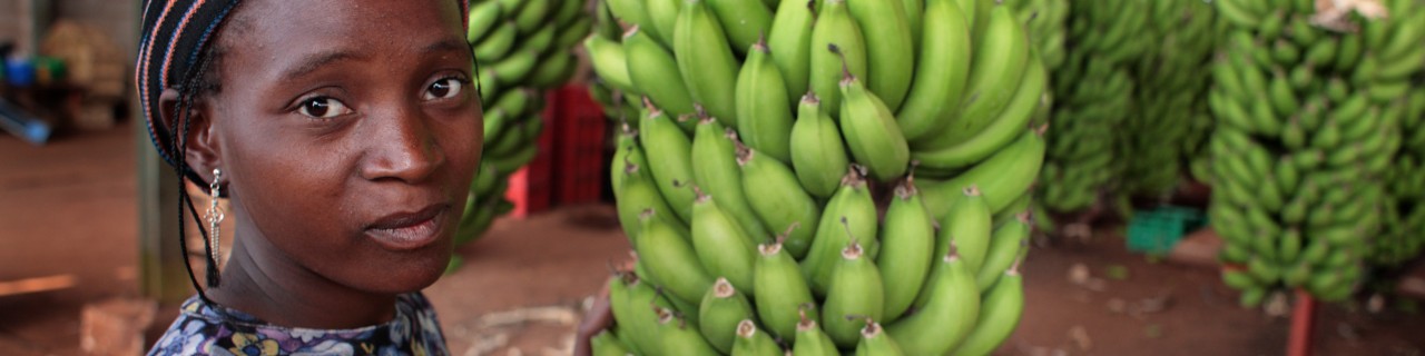 Processing banana plants on a banana plantation 