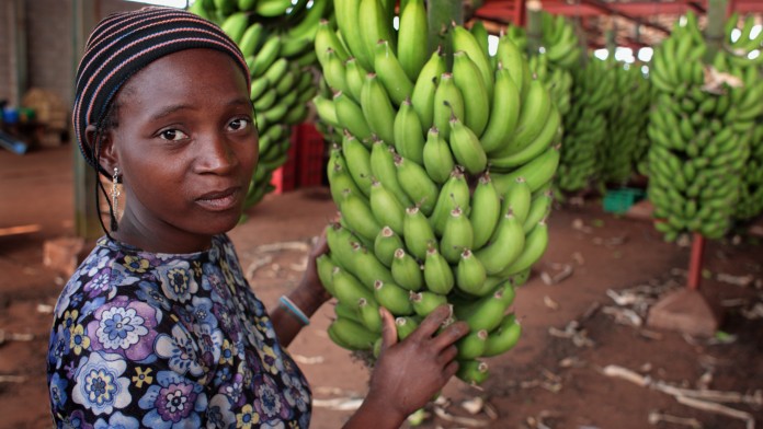 Eine schwarze Frau bei der Verarbeitung von Bananenstauden auf einer Bananenplantage