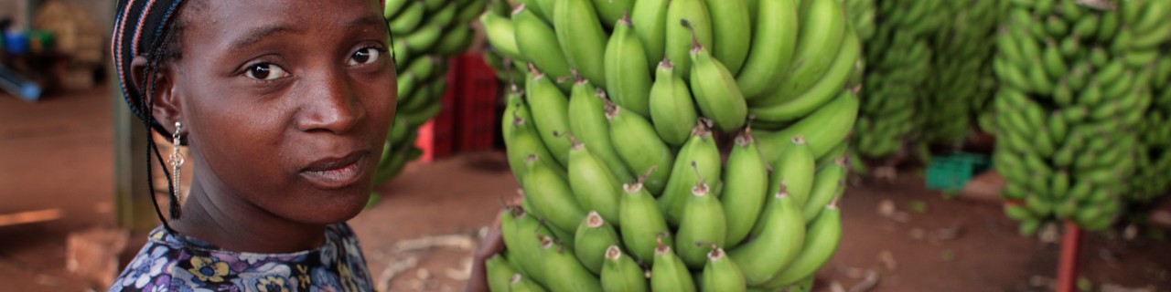 Verarbeitung von Bananenpflanzen auf einer Bananenplantage