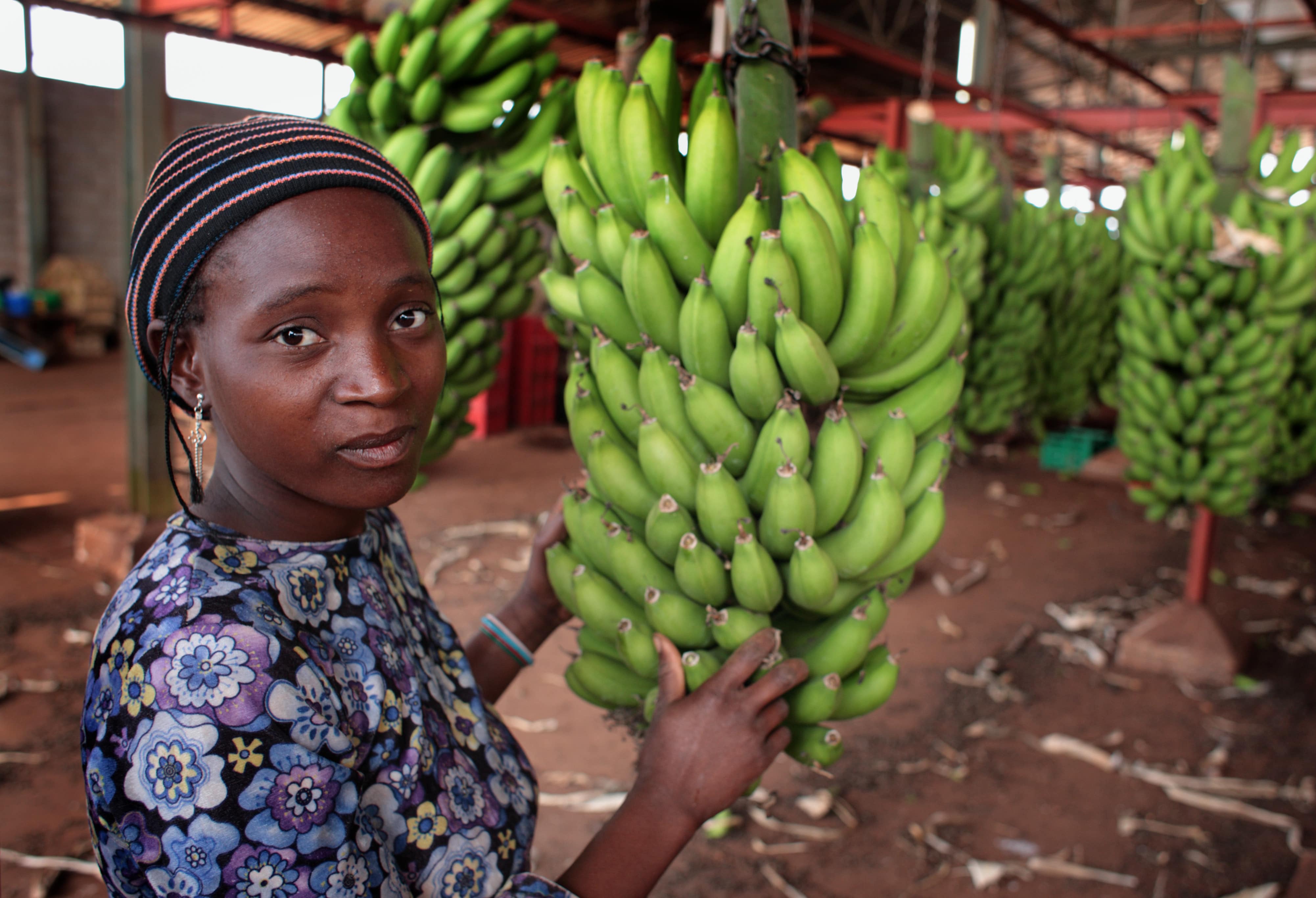 Processing banana plants on a banana plantation